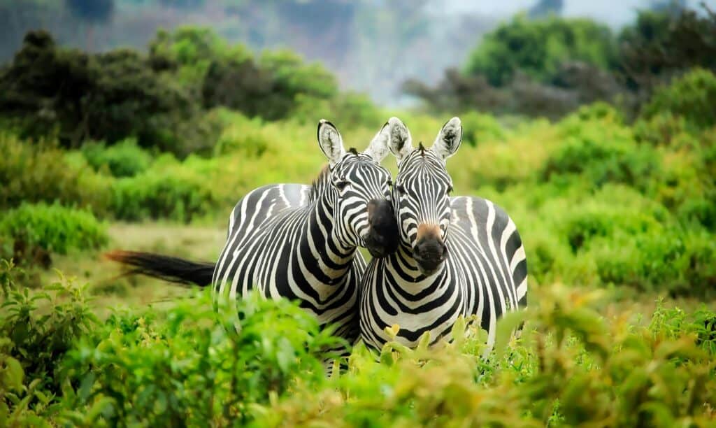 Edinburgh Zoo